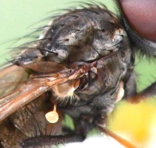 Réf. 271 298 : Delia platura